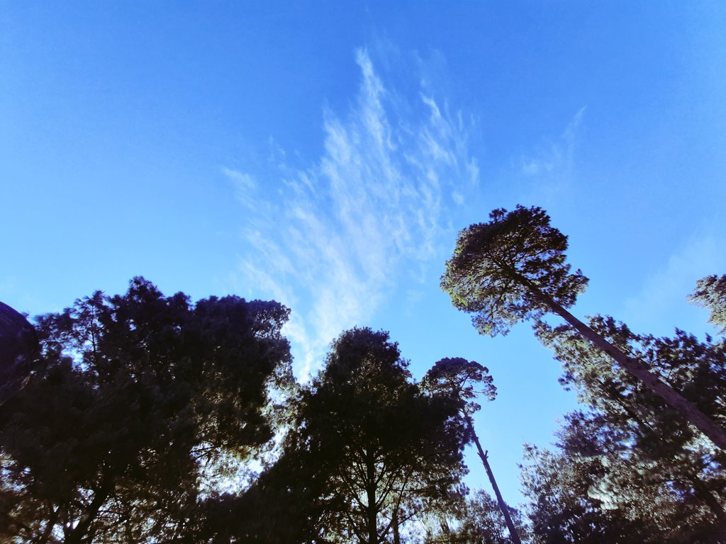 ZacAdventure's tweet photo. #Bosque en Zacatlán Adventure 
https://t.co/RBb6CtV5Tb https://t.co/suH2m7vEGB