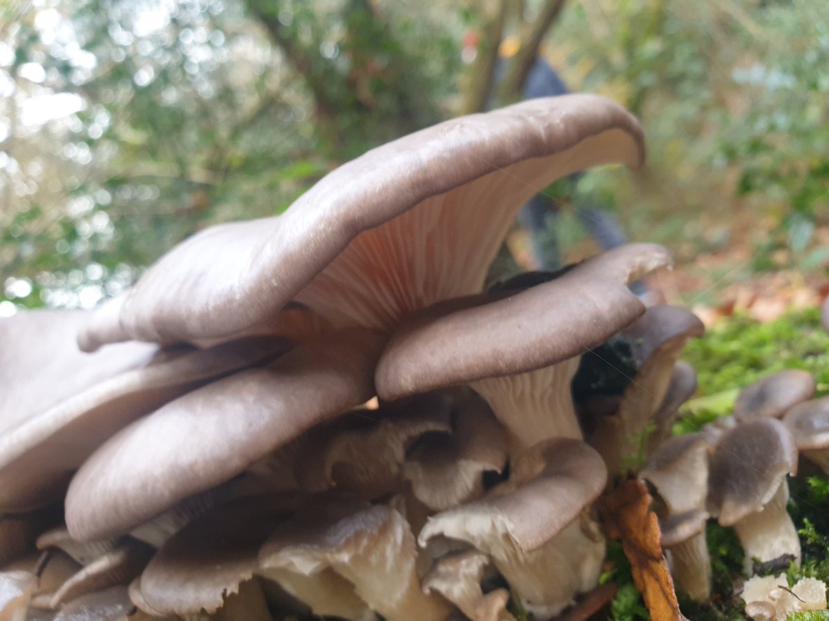 honeypotblogs's tweet photo. Magnificent cluster!! Look at bit oyster mushroomy but could be wrong! Any ideas @bernoid https://t.co/GBp5Lv1xWQ