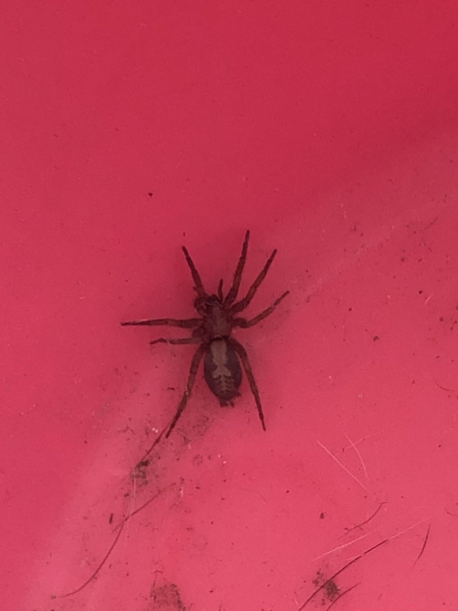 Lula_11g's tweet image. Buen día @Arachno_Cosas este pequeño venía incluido en mi árbol de navidad, es de IM?