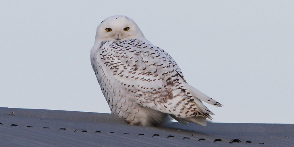 Kenn Kaufman tweet media