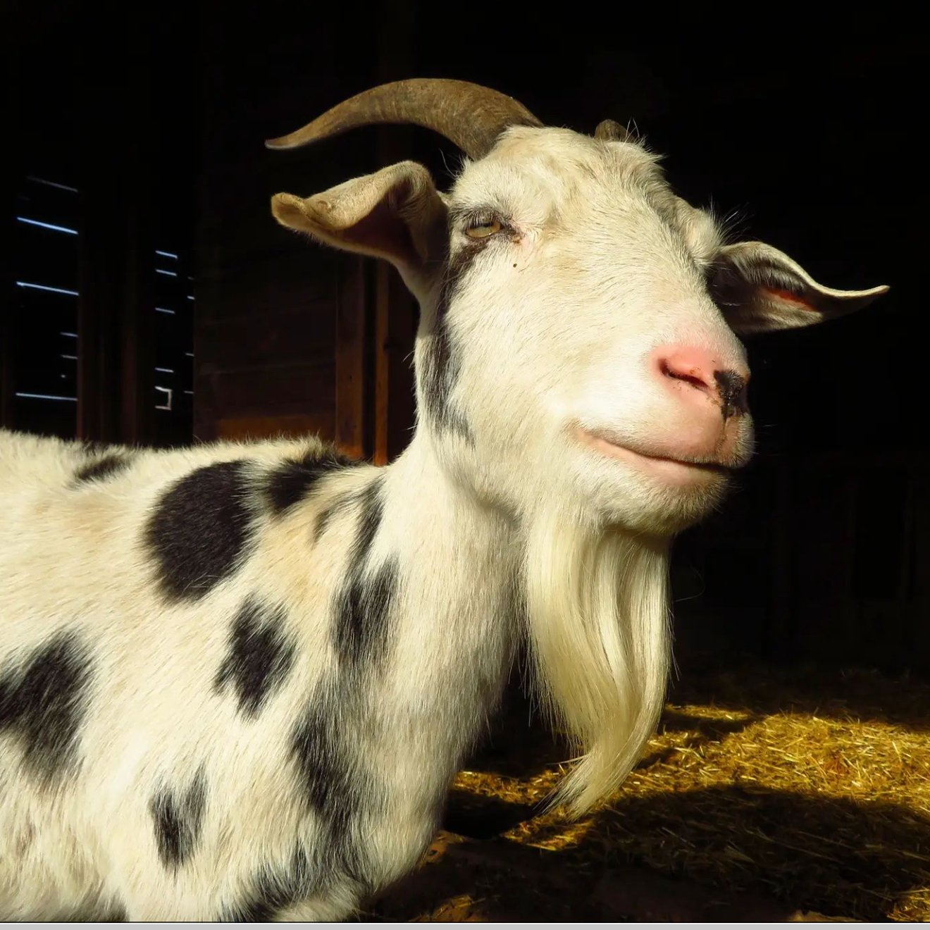 Goat of the Day 🐐 on Twitter: Goat of the Day 🐐 on Twitter: