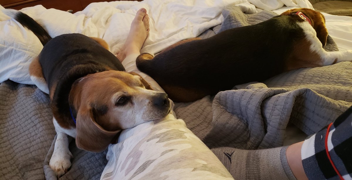 #beagles, #snuggletime, #lazySunday