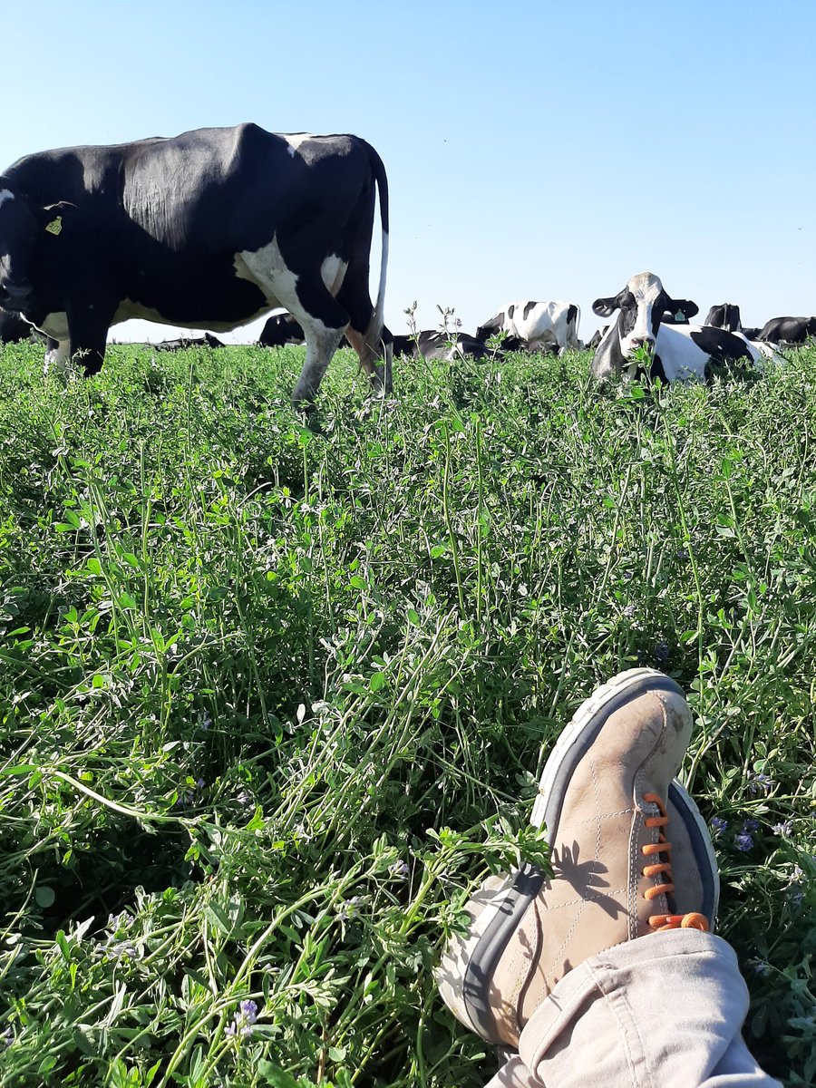 Soy Guadalupe Arrarás, Medica Veterinaria de grandes animales, vengo de familia dedicada a la producción ganadera y producción de agricultura. Desde mi profesión ayudo a generar leche de calidad asegurando animales sanos y libres de maltrato #BastaDeMiedos