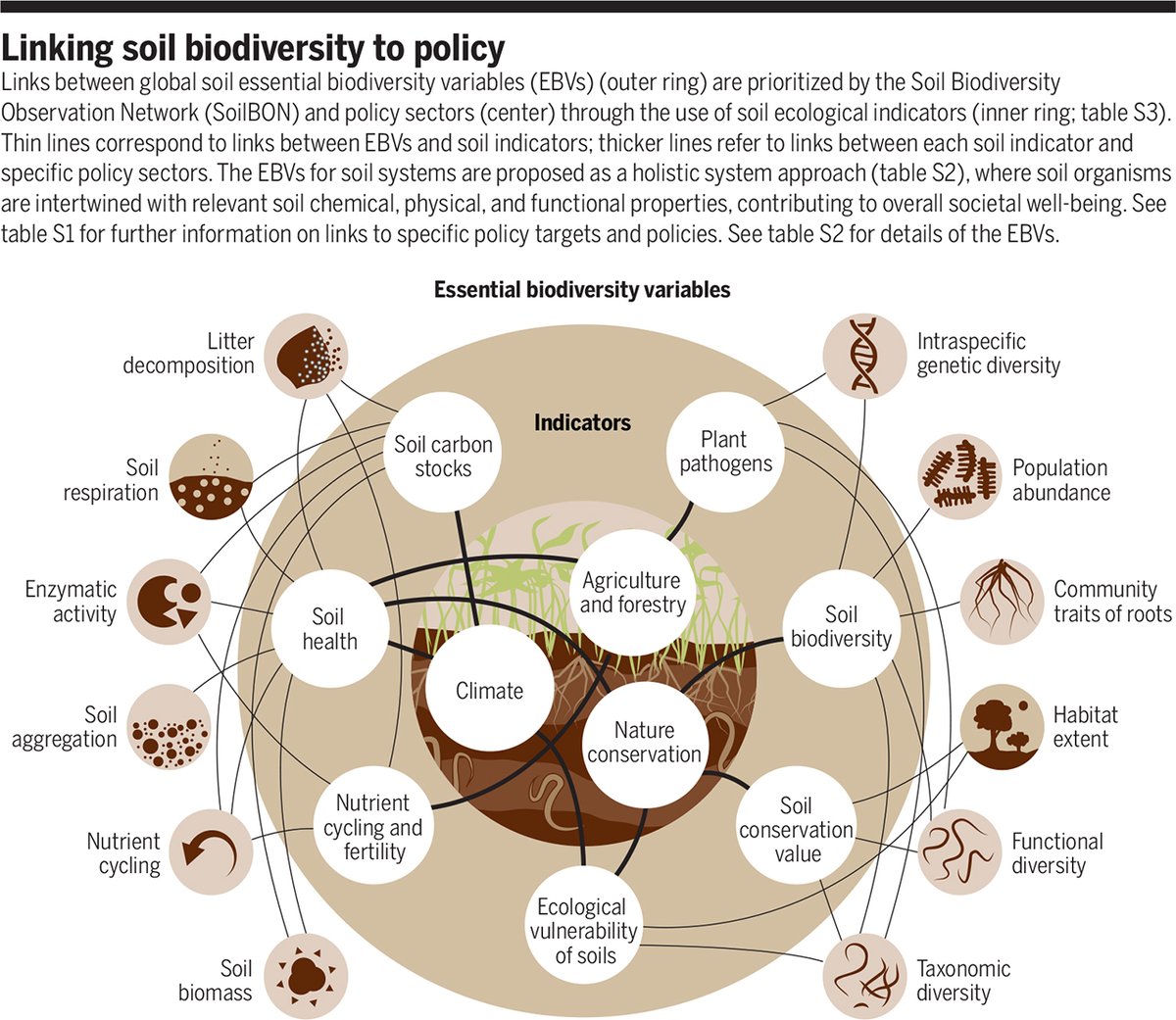 ScienceMagazine's tweet photo. Despite harboring nearly a quarter of all species on Earth, soils and the diverse life within them are almost always overlooked in conservation policies. A #SciencePolicyForum argues that they require explicit consideration and protections. https://t.co/WoPSeBziXy #WorldSoilDay https://t.co/5cyQWwzSBN