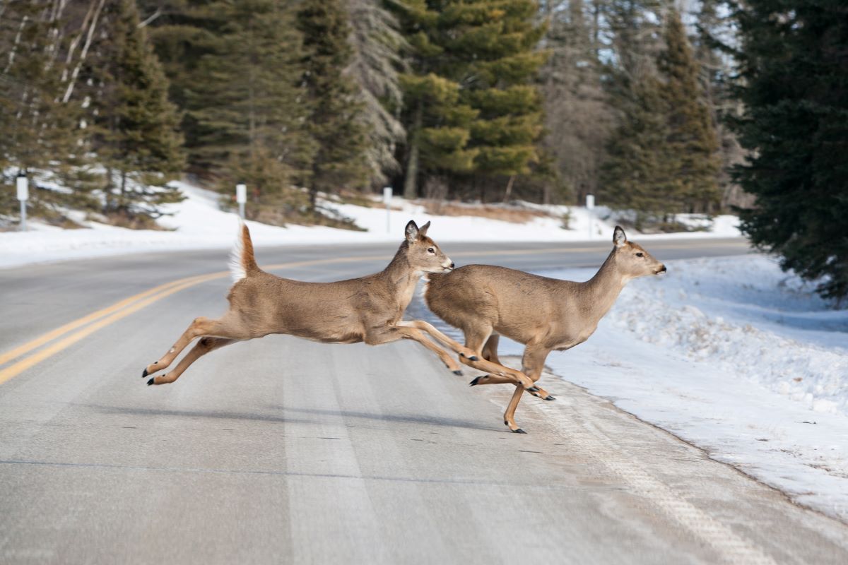 ❄️ We’re entering the snowy season, which means it’s time to use extra caution when driving in Ontario.

Wildlife will be looking for the path of least resistance, often bringing them to our roadways. Be aware and ready to react to wildlife crossing.