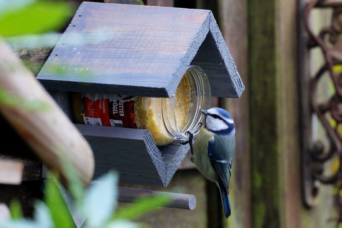 Natur_in_NRW's tweet photo. Bis jetzt hatte ich noch nie so eine Erdnussbutterglas-Futterstelle am Start. Wie man sieht wird das Angebot aber durchaus geschätzt.
#birding #birds #birdwatching #Vögel #bird #TwitterNatureCommunity #Aves #nature #Futterstelle https://t.co/rC03P1xQ6j