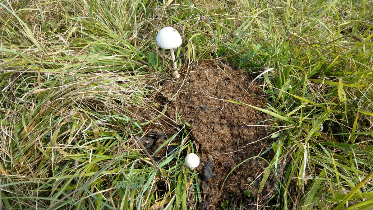 HerbertNickel's tweet photo. Nochmal #WildeWeide #Taubergießen. Kennt jemand Dungpilze?
#copro philic fungi https://t.co/6NuMeMkumn