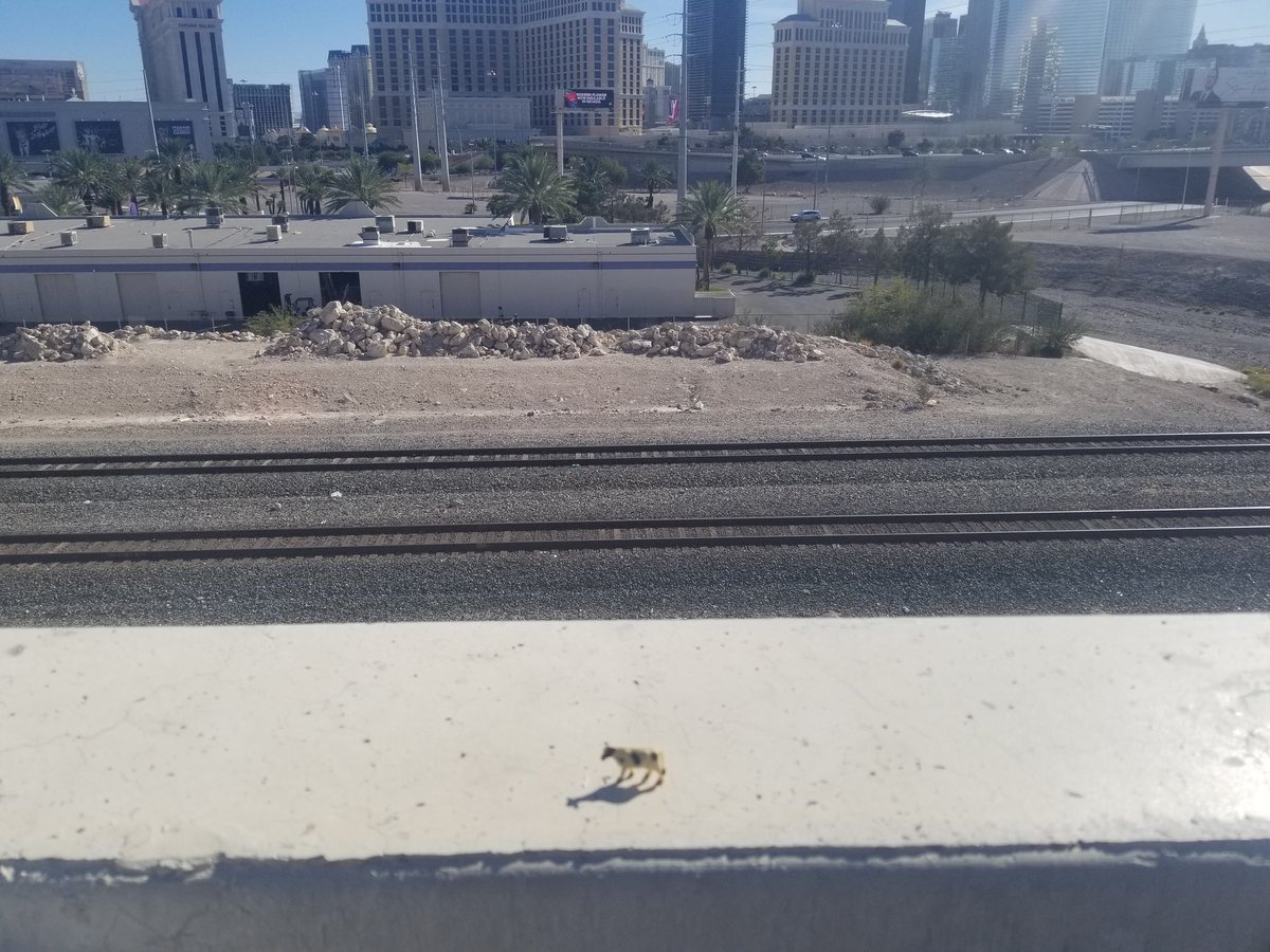cow_trek's tweet photo. Chillin at the spot.
#smellslikeweed #riseandgrind #avianliberationfront https://t.co/cPOsnoxtyA
