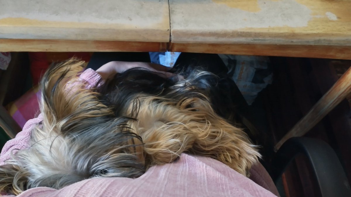 LauraWMaths's tweet photo. Trying to mark GCSE maths exam papers with one hand because someone wanted a cuddle.

#GCSEMaths
#exammarking
#examiner
#yorkie
#yorkshireterrier
#puppy
#dogsoftwitter https://t.co/Y1EdILYzzt