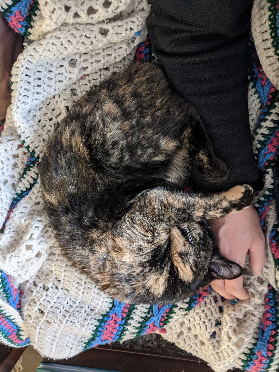 MrSafety_'s tweet photo. Tough Sunday morning. #CatsOnTwitter #cantmove #Caturday #morningcuddle https://t.co/a4MJhFamcg