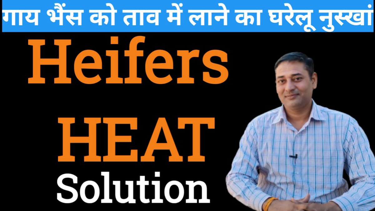 DairyFarming1's tweet photo. Heifer ko Heat me kaise Laye | पशु को हीट में लाने का पक्का इलाज | Heat ... https://t.co/3gUskxa1GX via @YouTube https://t.co/8IeQHWMrfJ