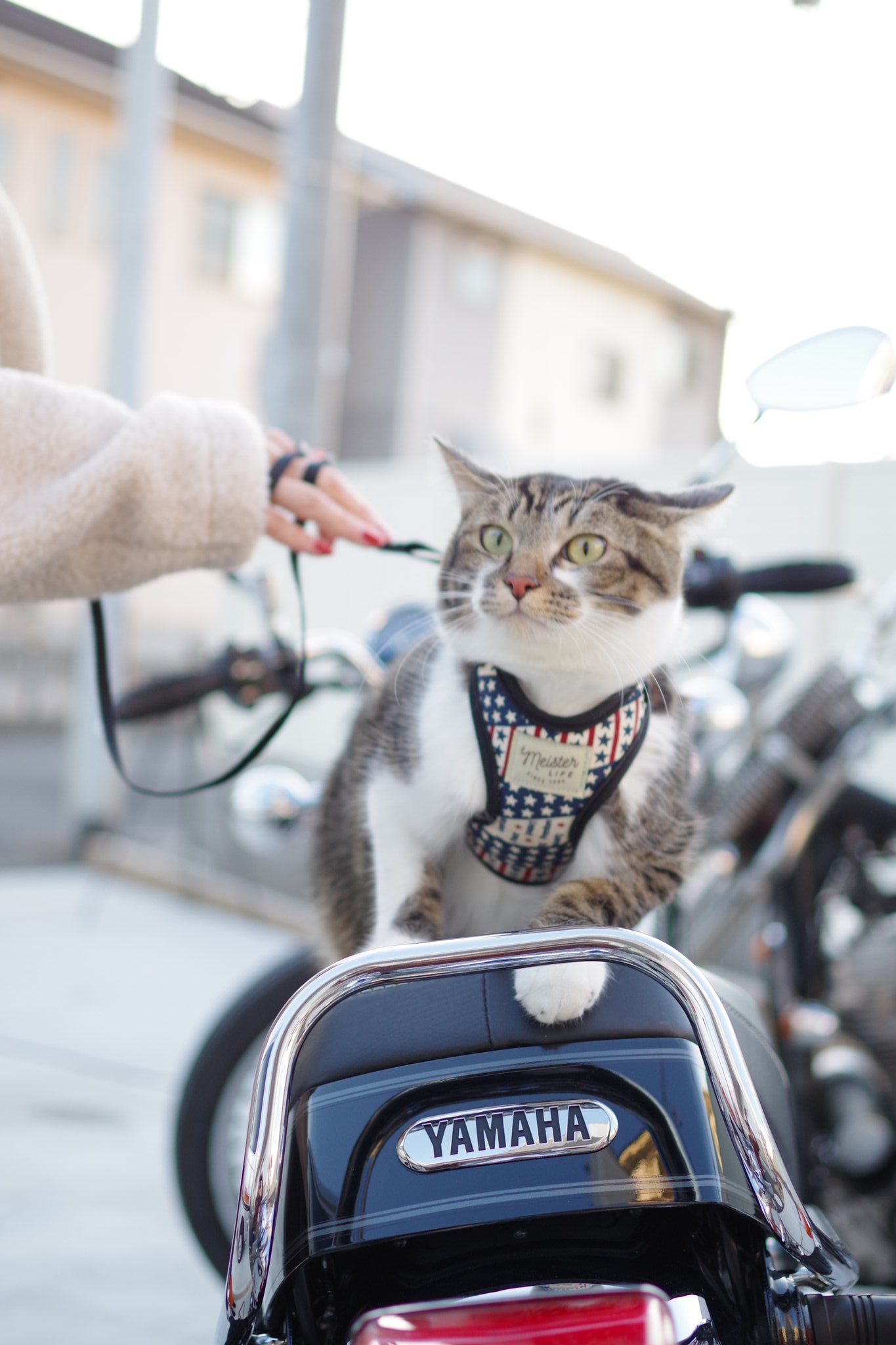 やまにゃん ニャマハ 厳選コレクション38 / X