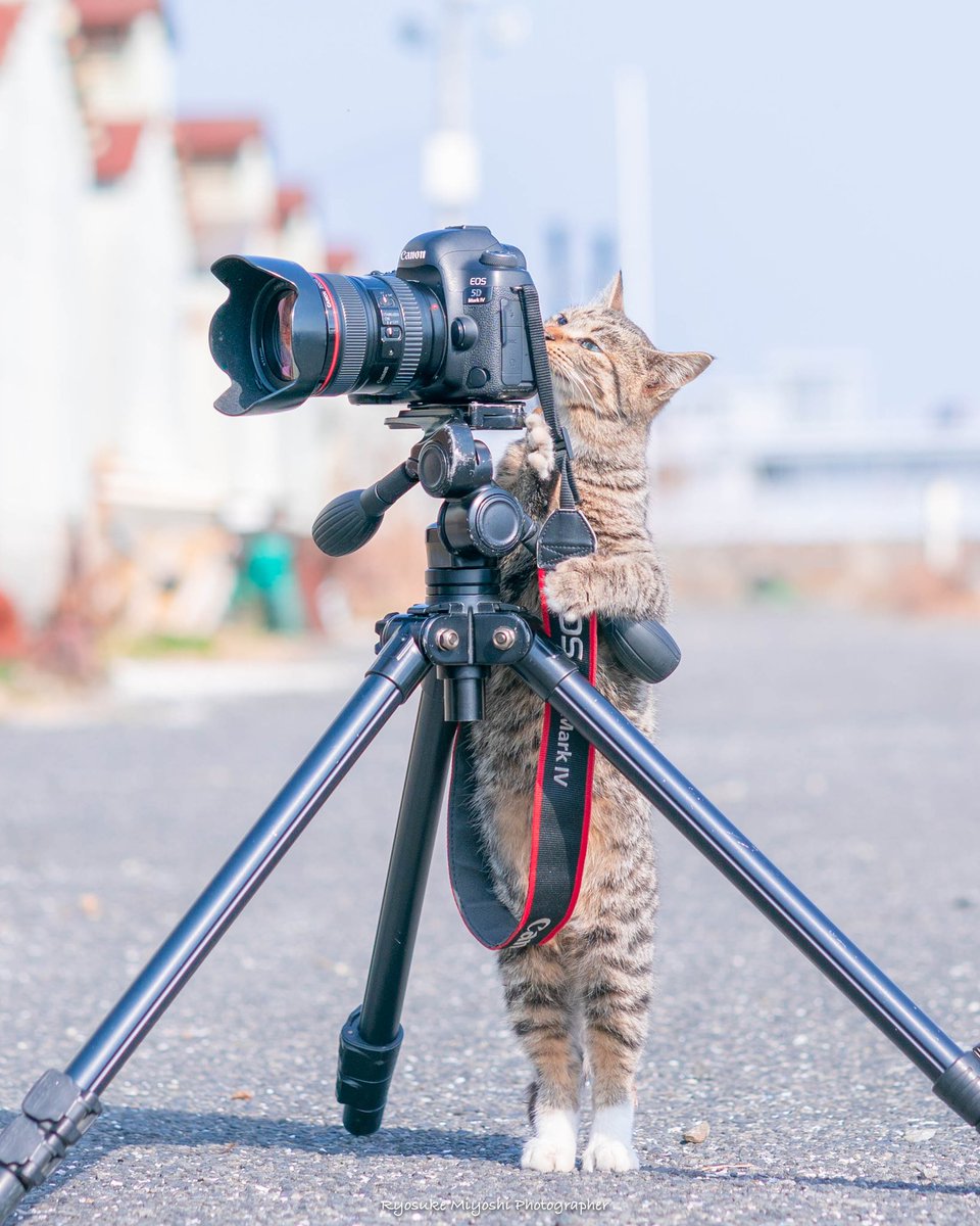 凄いのが写ってた見たいw#ねこちゃん #猫写真 #東京カメラ部 