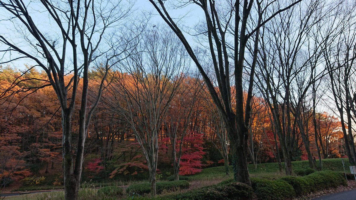 LOVE80226343's tweet photo. 紅葉を見に森林公園へ🚙
見頃でとっても綺麗だった
相変わらず我が家のポメは小熊？って言われちゃう❤️
#国営武蔵丘陵森林公園
#ポメラニアン
#紅葉 https://t.co/K27b8FpqDW
