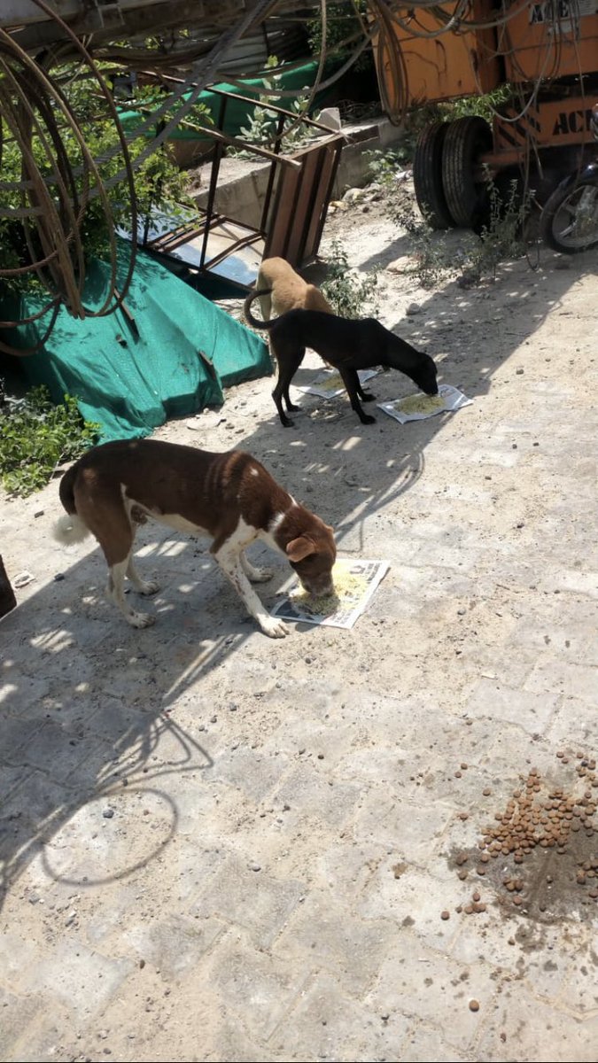 shield_animal's tweet image. We greet strays with love and kindness and they give us the same.They have a spot in our hearts, and we look forward to seeing them everyday, their health is our main priority. 

Please donate at animalshield.org or e-transfer info@animalshield.org
#animalshield