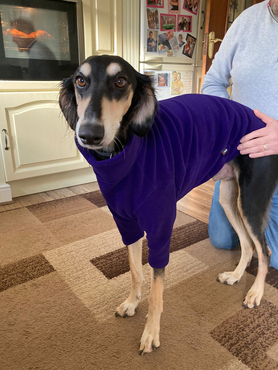 MeetDenis's tweet photo. Kezia came so decided to show her my new jumper 😂😍🐾 https://t.co/CuqEkJAS2l