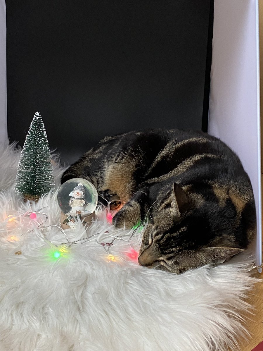 So war das nicht geplant :D
Wünsche euch einen schönen 2. Advent 🕯🕯