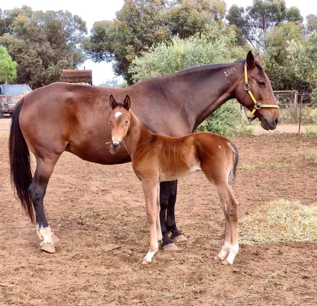 TSllinke's tweet photo. Team Linke are pleased to show off two #Downbytheseaside stunners! #Badelaide had her first foal, a gorgeous colt and #JetQuick didn’t disappoint with a beautiful big filly. Mares and foals all doing very well and being spoilt by Mum 🥰 @WoodlandsStudNZ https://t.co/4WRvISLQnk