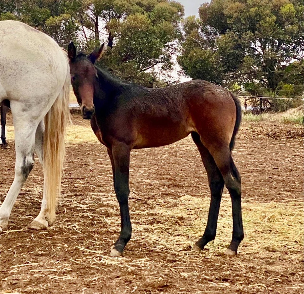 TSllinke's tweet photo. Team Linke are pleased to show off two #Downbytheseaside stunners! #Badelaide had her first foal, a gorgeous colt and #JetQuick didn’t disappoint with a beautiful big filly. Mares and foals all doing very well and being spoilt by Mum 🥰 @WoodlandsStudNZ https://t.co/4WRvISLQnk