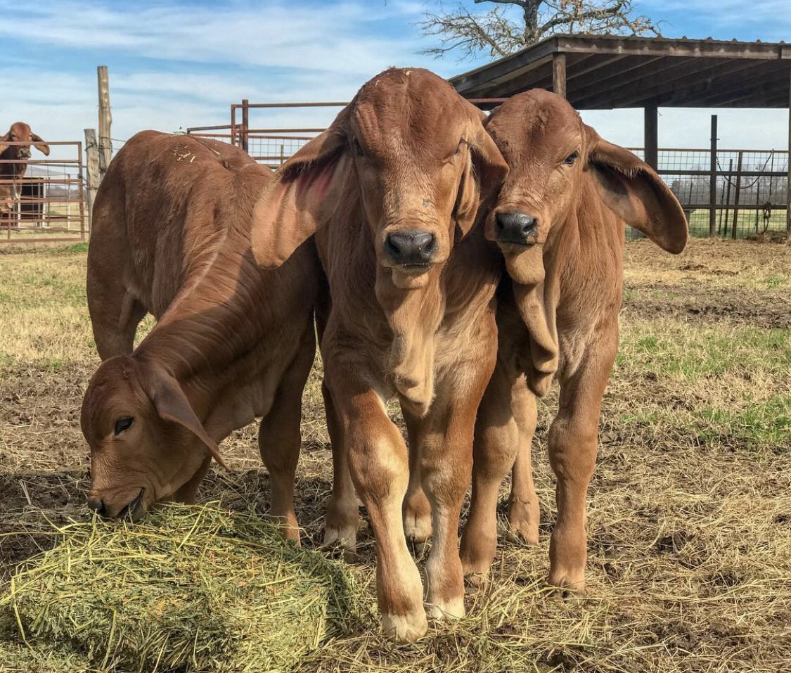 BushCertified's tweet photo. For me to try to increase my herds  conception rate, I use a 1:15 bull-cow ratio during the breeding season https://t.co/QNXbdzpTYV