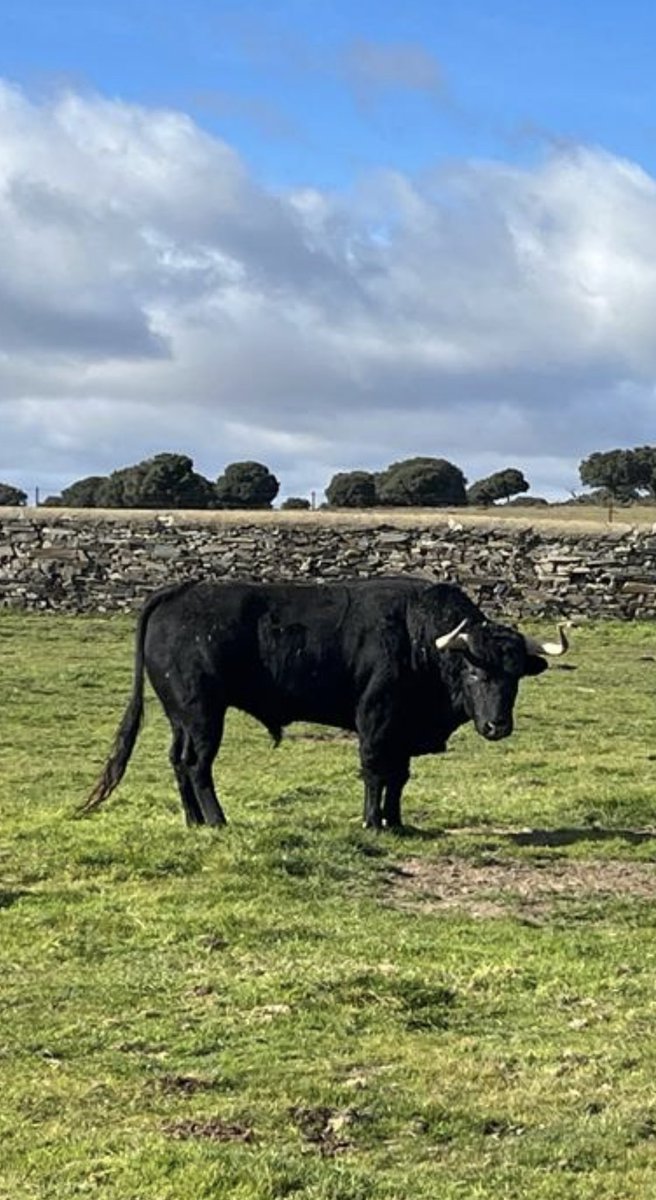 Uno de nuestros toros para la próxima temporada