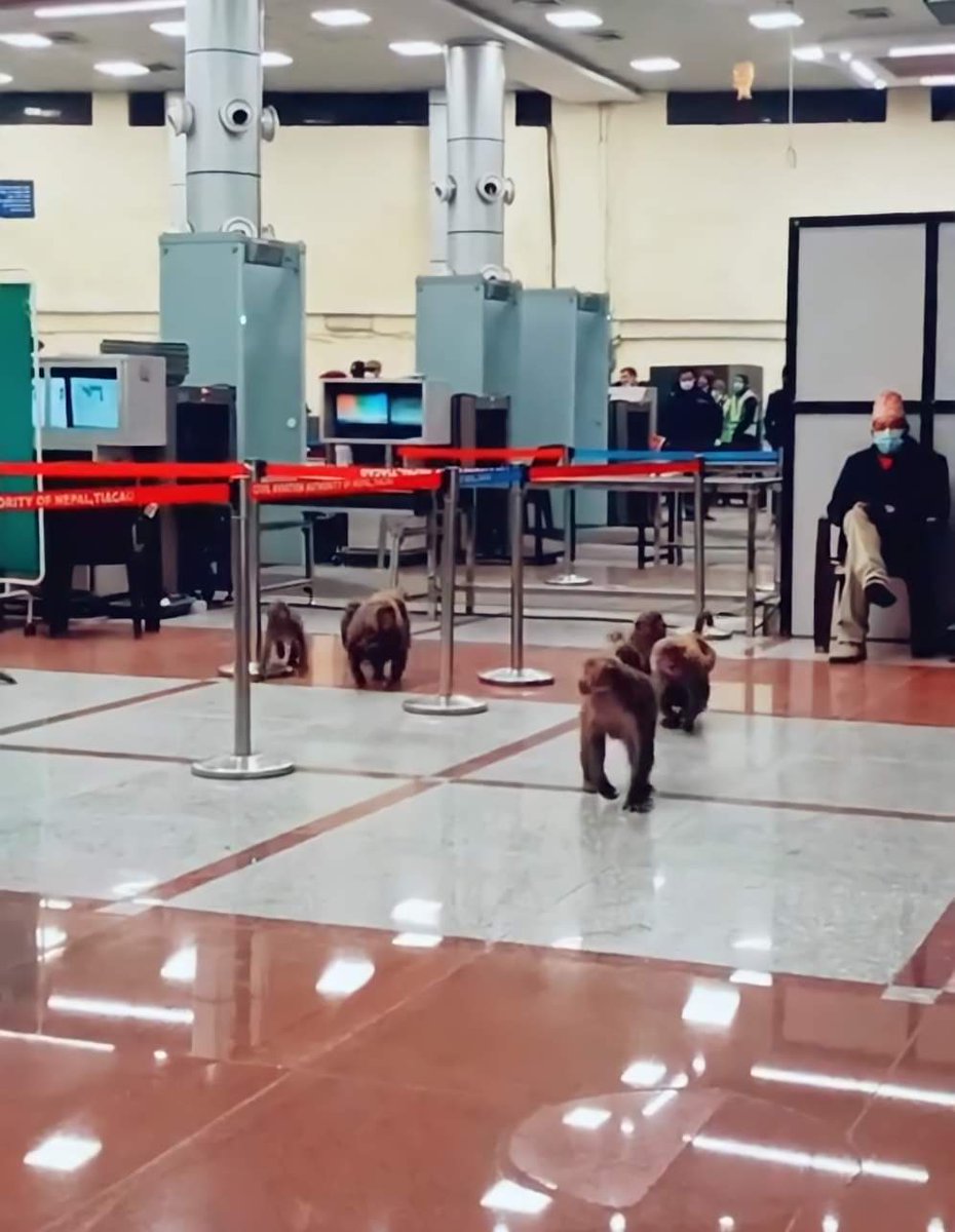 Hamro Nepal ma: Monkeys hanging out inside TIA Airport domestic terminal, Kathmandu. #SabaikoAirport

Pic. Bijay Bajracharya