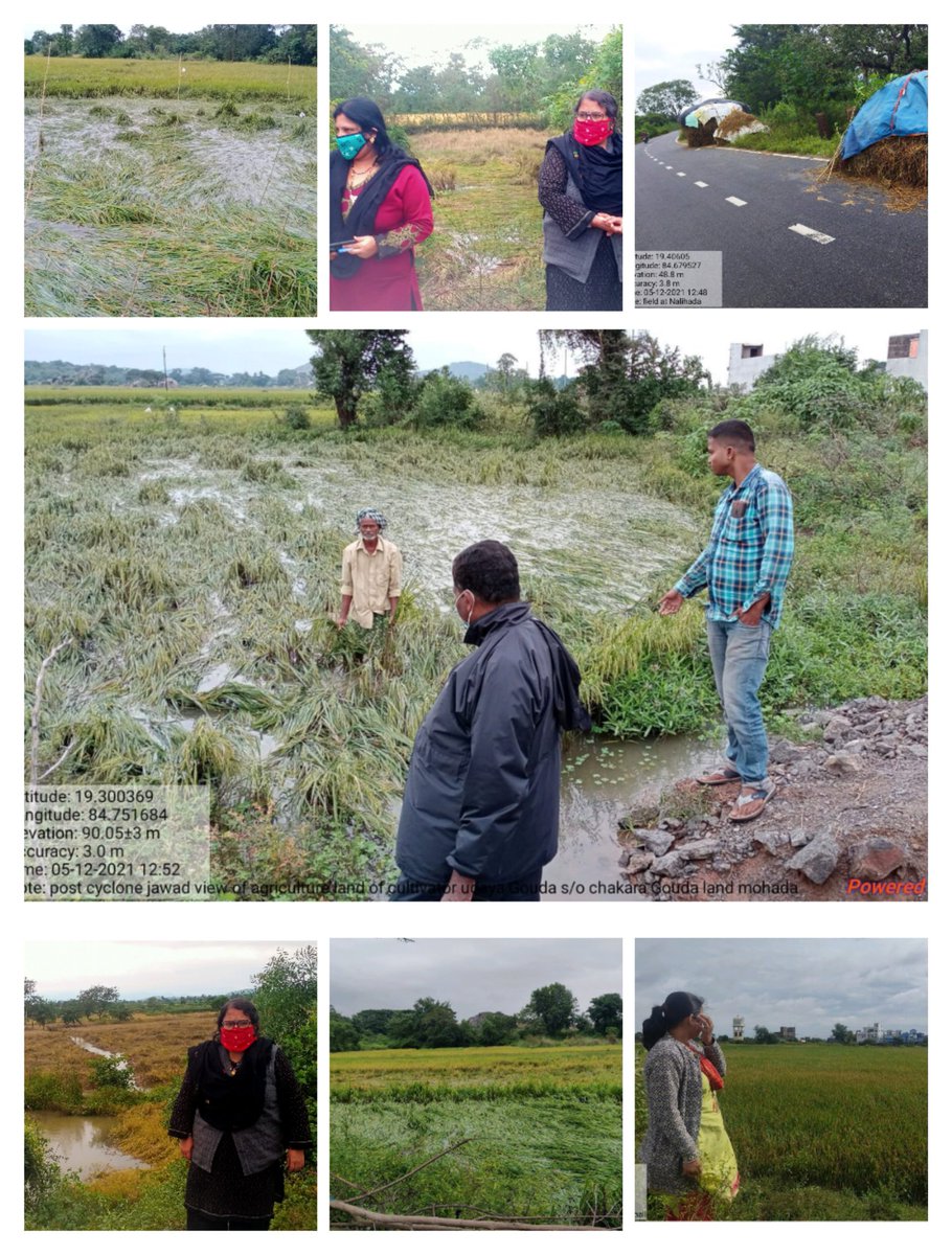Tehsildar Kukudakhandi and Revenue Inspectors conducted field visit to assess crop loss under the impact of #CycloneJawad. @sdmbam @Ganjam_Admin @rdmodisha @SRC_Odisha @CMO_Odisha