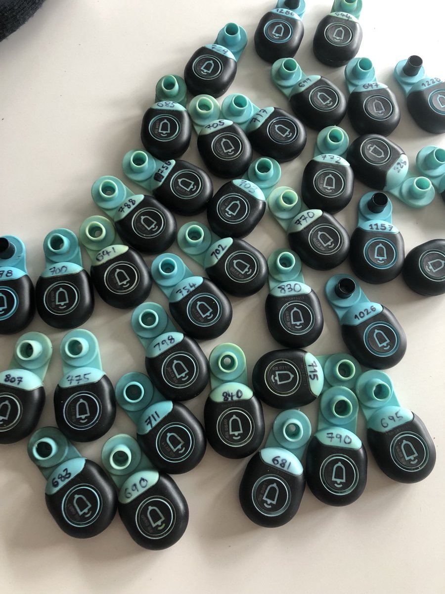 stabiliserdan's tweet image. Next generation of Smartbell ear tags ready to go on trial tomorrow into weaned bull calf’s, looking forward to seeing what they can do! #embracetechnology #precisionbeef #stabilisercattle #everylittlehelps
