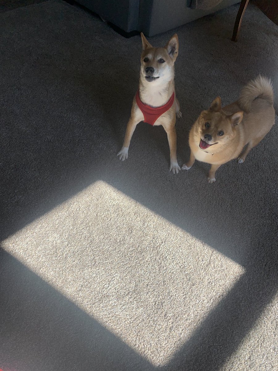 piperspov's tweet photo. Us not so patiently waiting for mom to let us go play in the snow #snowday #snowpup #shibainu #shibasoftwitter #shibapom https://t.co/e2Jv0yevJn