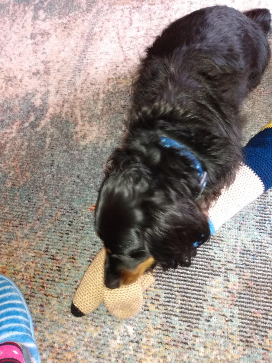 bangersarefab's tweet photo. Brrrr today, Mum got boosted and Rascal is busy deadding the new draught excluder  rrrraaaarrrrrrr..... Fudge.... well snoozings obvs.... 🐍😅#dogsoftwitter #dogs #itsnotatoy #boosted https://t.co/75J1gQfoB7
