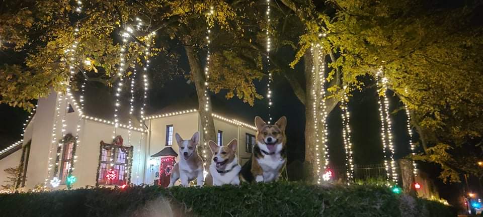 Finally got the dogs to sit still for a Christmas card Pic.