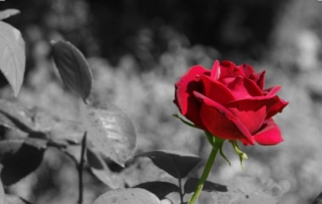 Разгадывать розы. Красные розы. Цветы розы красные. Розы в саду.