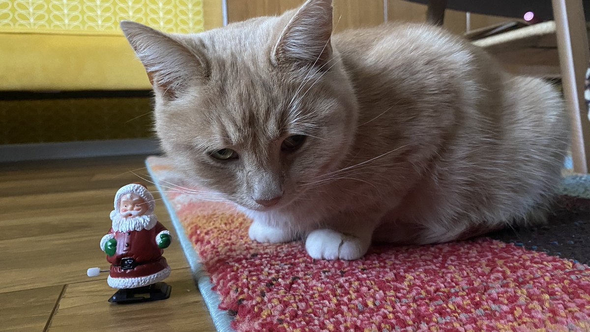 erics_escapades's tweet photo. I have a new toy to play with . I like his white beard, wrinkly old face and round belly…… and no it’s not Daddy before you ask  😹 #catsoftwitter #catsontwitter #cats #adoptdontshop #catboxsunday https://t.co/Q1iWlKwuB5