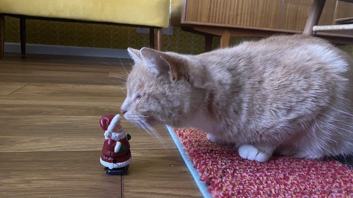 erics_escapades's tweet photo. I have a new toy to play with . I like his white beard, wrinkly old face and round belly…… and no it’s not Daddy before you ask  😹 #catsoftwitter #catsontwitter #cats #adoptdontshop #catboxsunday https://t.co/Q1iWlKwuB5