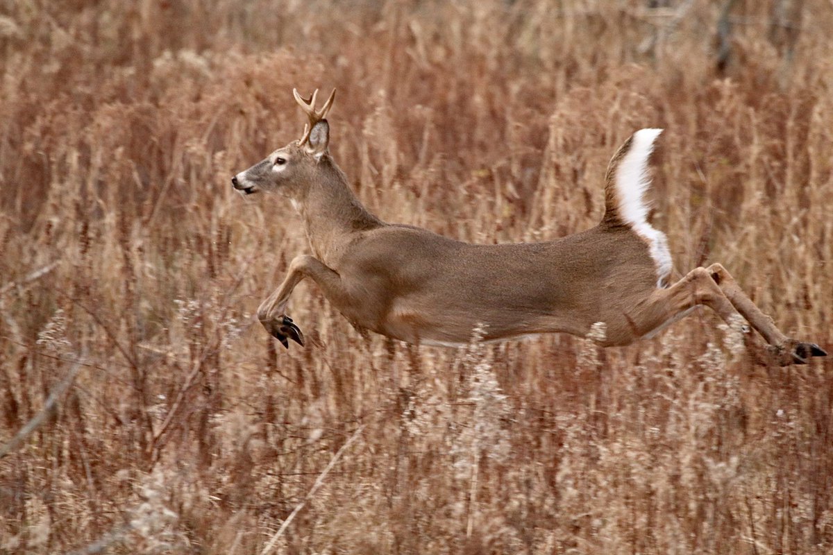 You know it’s getting close to #Christmas because the deer are practicing their flying skills. I think I saw Dasher this morning. 😉<a href="/crwinsor/">C Winsor</a>