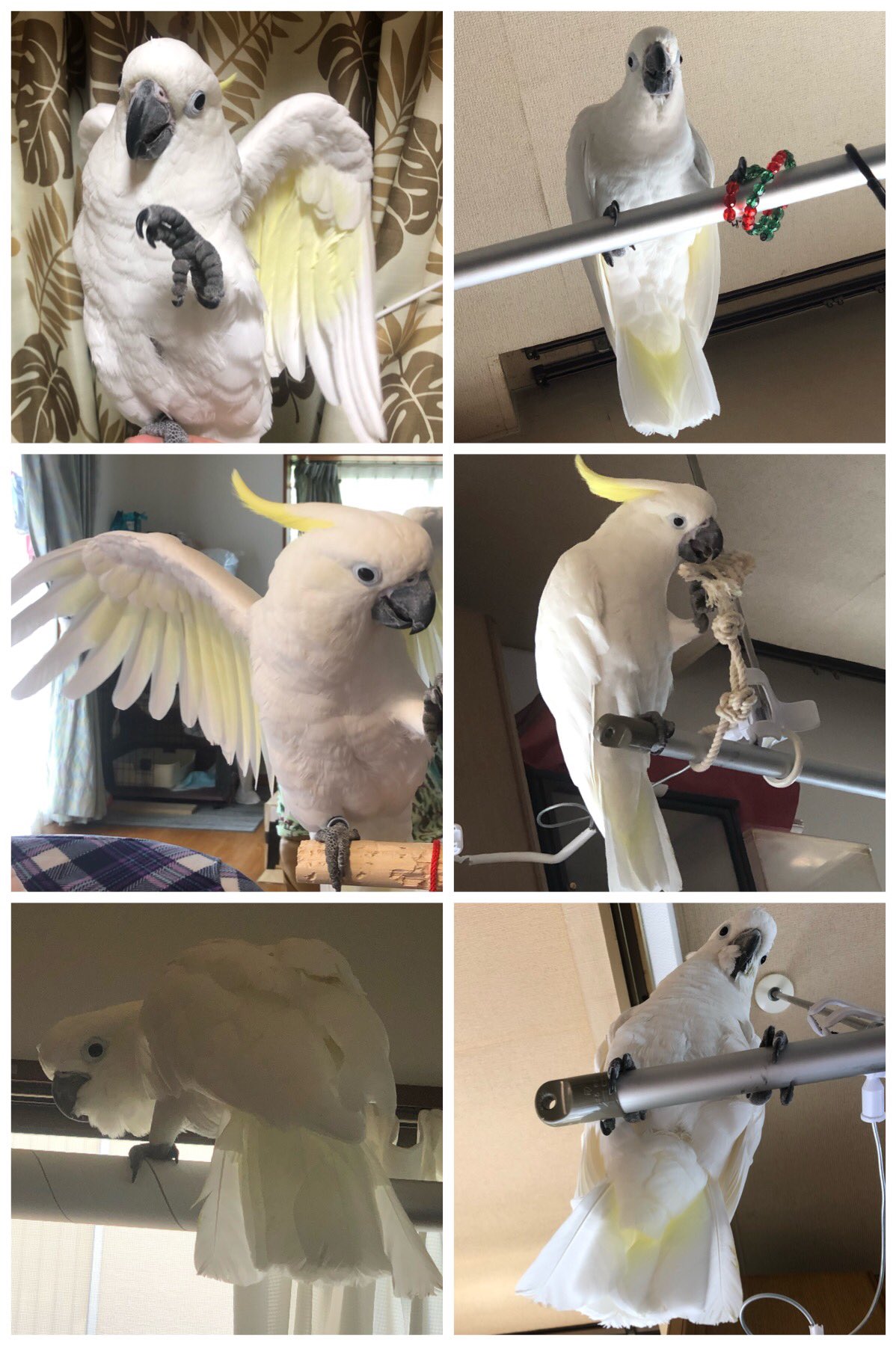 Noriko W あらまぁ ﾟ ﾟ 明るい方向を向いていきましょう オウム キバタン 捜索中 迷子 迷い鳥 情報求む 拡散希望 保護 保護鳥 しとら しとらちゃん見つけ隊 青い足環 白い鳥 T Co Dzfblnb8p7 Twitter