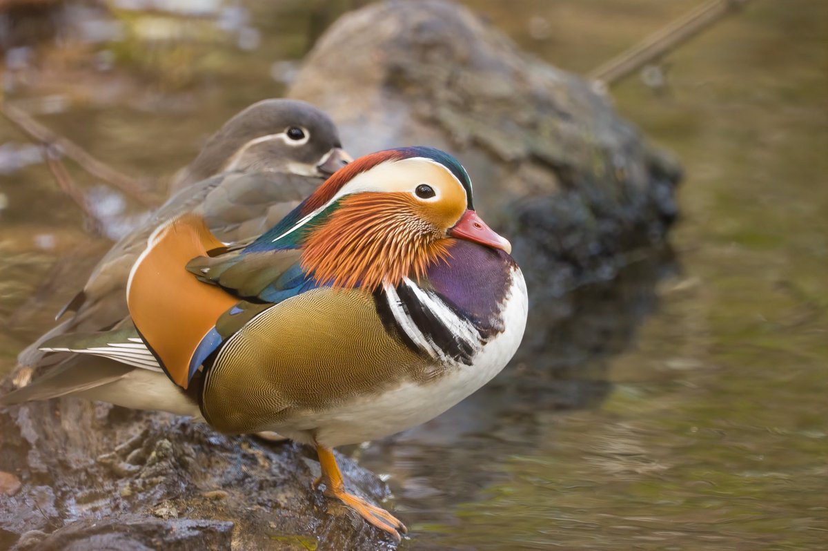 Mandarins in Cornwall, an odd occurrence and a first for me 🙌🏼 @CwallWildlife <a href="/RSPBbirders/">RSPB Birders</a> <a href="/Natures_Voice/">RSPB</a> <a href="/BBCSpringwatch/">BBC Springwatch</a> <a href="/WildlifeMag/">BBC Wildlife</a>