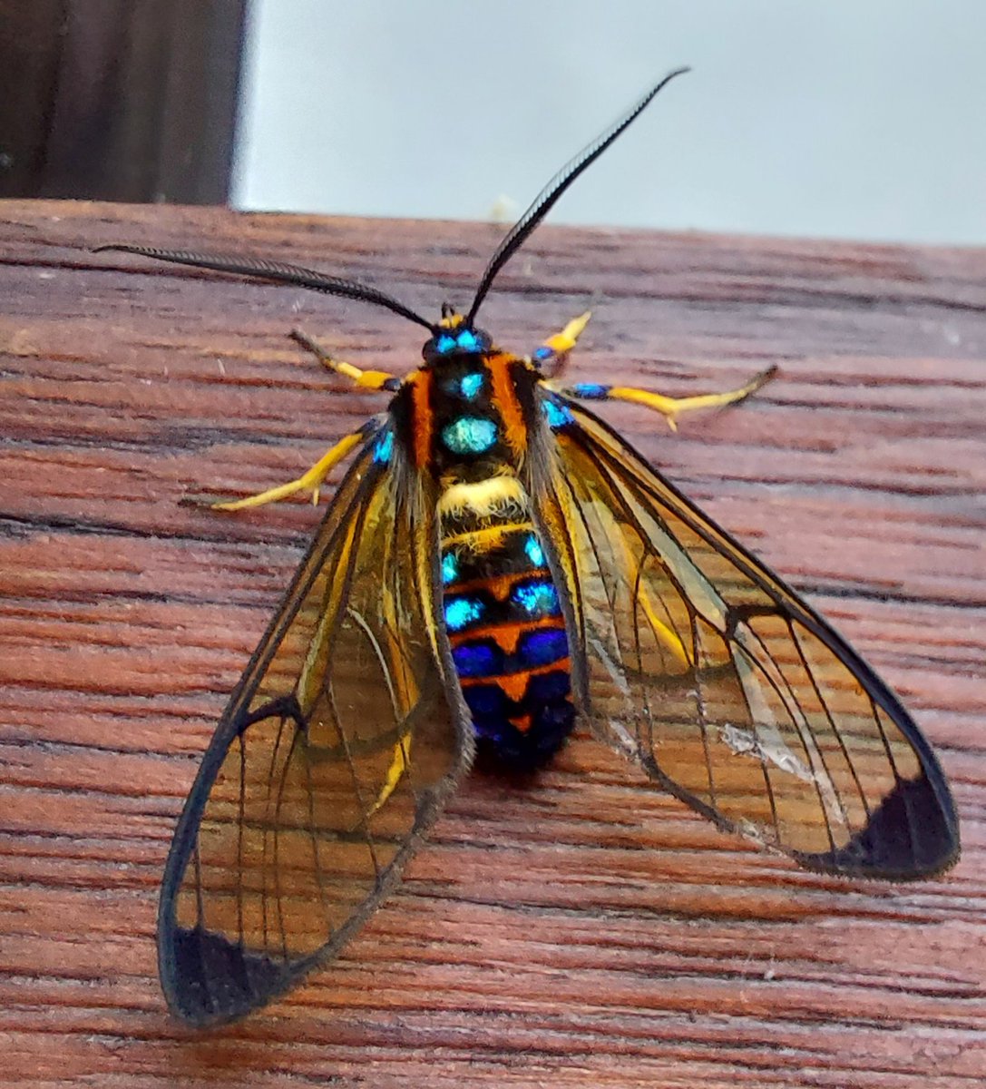 MathewsFiona's tweet photo. A spectacular #moths this morning! ID anyone? Sarosa sp? Andes Ecuador 1900m. #mothsmatter https://t.co/pmqEJfqSWF
