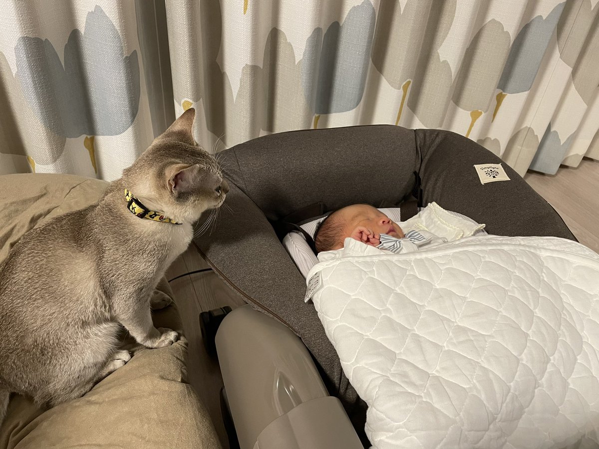 たろぽん たろぽん (@y_a_k_i_s_o_b_a) / Posts / X