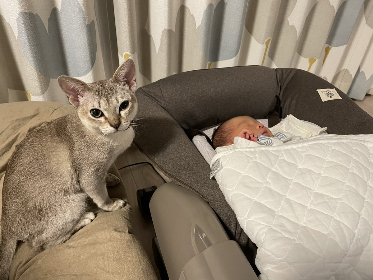 たろぽん (@y_a_k_i_s_o_b_a) / Posts / X