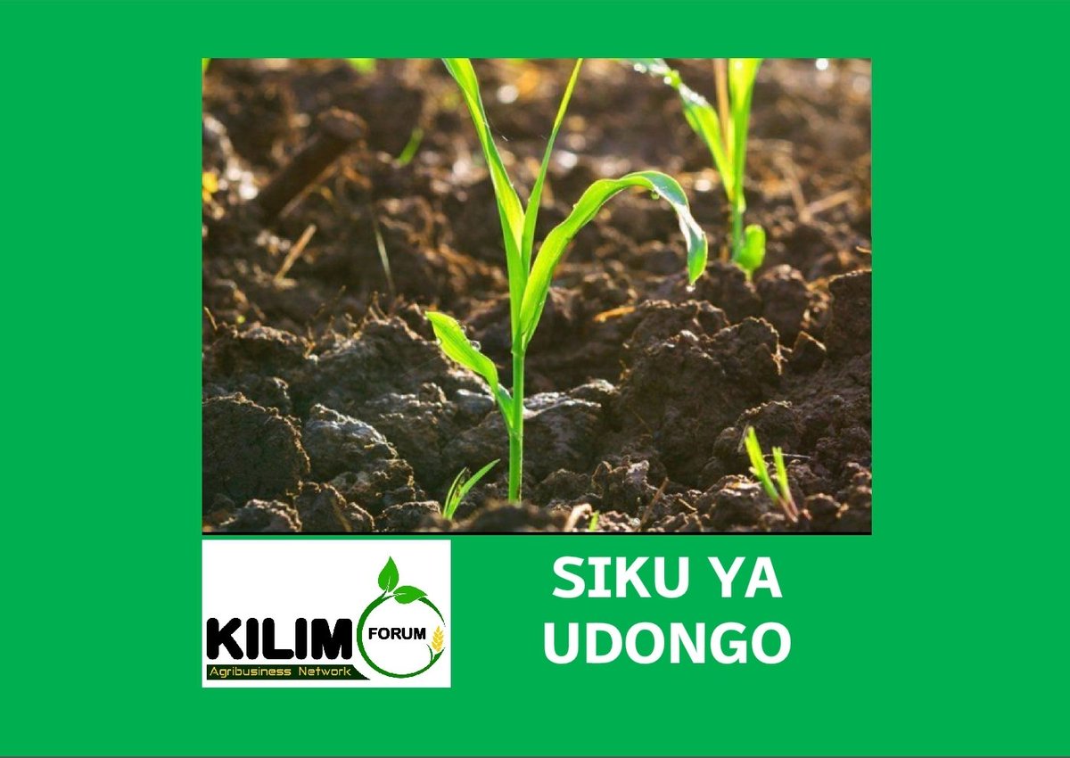 shambamedia's tweet photo. #Udongo
---
Leo Tarehe 5 Disemba, 2021 katika kalenda ya kimataifa ni siku ya Udongo duniani #WorldSoilDay
Katika kuienzi siku hii @KilimoForum inaendelea kuwakumbusha wadau juu ya kuzingatia ushauri wa wataalam juu ya matumizi bora ya udongo ikiwemo matumizi sahihi ya #mbolea https://t.co/EQj9QD4Ymz