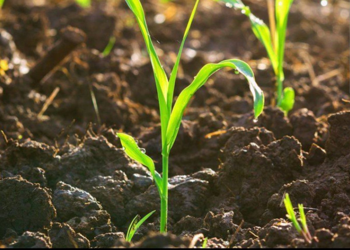 shambamedia's tweet photo. #Udongo
---
Leo Tarehe 5 Disemba, 2021 katika kalenda ya kimataifa ni siku ya Udongo duniani #WorldSoilDay
Katika kuienzi siku hii @KilimoForum inaendelea kuwakumbusha wadau juu ya kuzingatia ushauri wa wataalam juu ya matumizi bora ya udongo ikiwemo matumizi sahihi ya #mbolea https://t.co/EQj9QD4Ymz