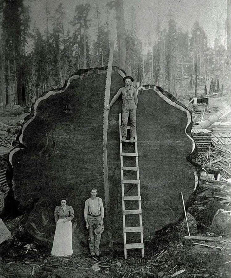 the world and life we were not in and cannot imagine #faller #lumberer #logger #history