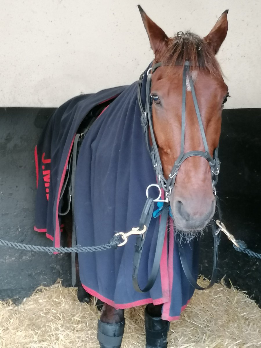 zede_david's tweet photo. #Lesplusbellescourses2022 @LInformateurLab @PMU_Hippique @lbturf Le favori de la finale avant son entrée en piste. Il fait preuve d'un calme et d'une sérénité incroyable 👌 https://t.co/7ofAzVpd3a