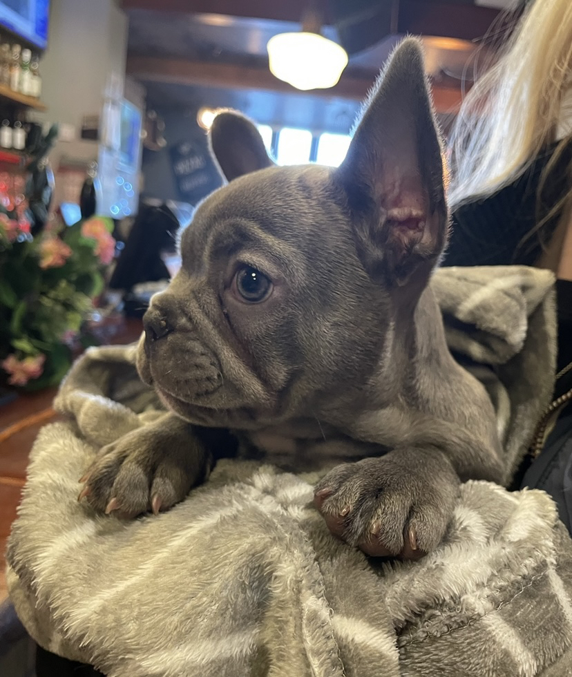 PottingShedBD's tweet photo. 🐶 POOCH OF THE WEEK 🐶
This weeks pup of the week is our very own french bulldog Mabel !! Isn’t she just the cutest 😻

Don’t forget guys we are a dog friendly pub… bring down your pooches for a chance of making it on pooch of the week 🐶

#frenchie #poochoftheweek https://t.co/gd98QSGgzM