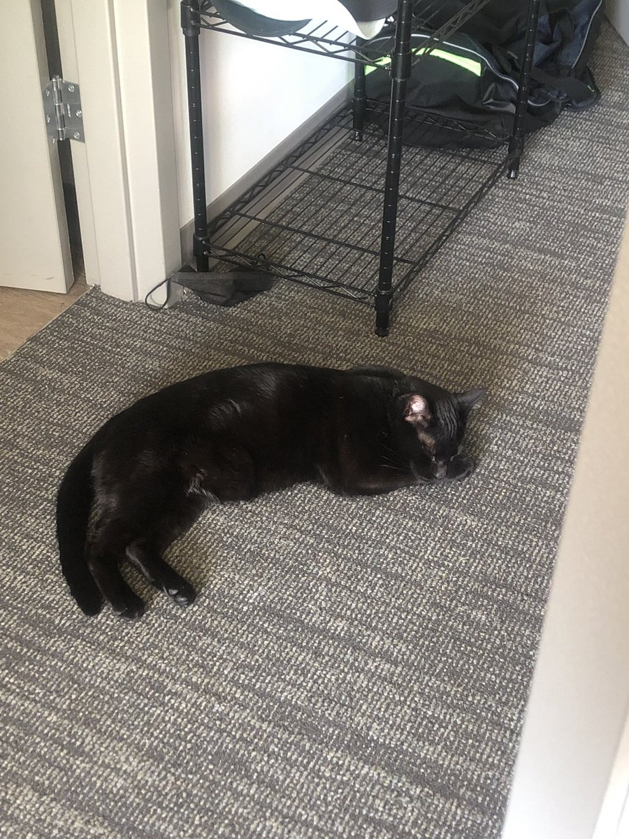 Loki resting after waking me up at 7 am for the past week. ily u little shit