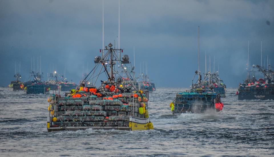 Lobster season is open. Dumping day!!!