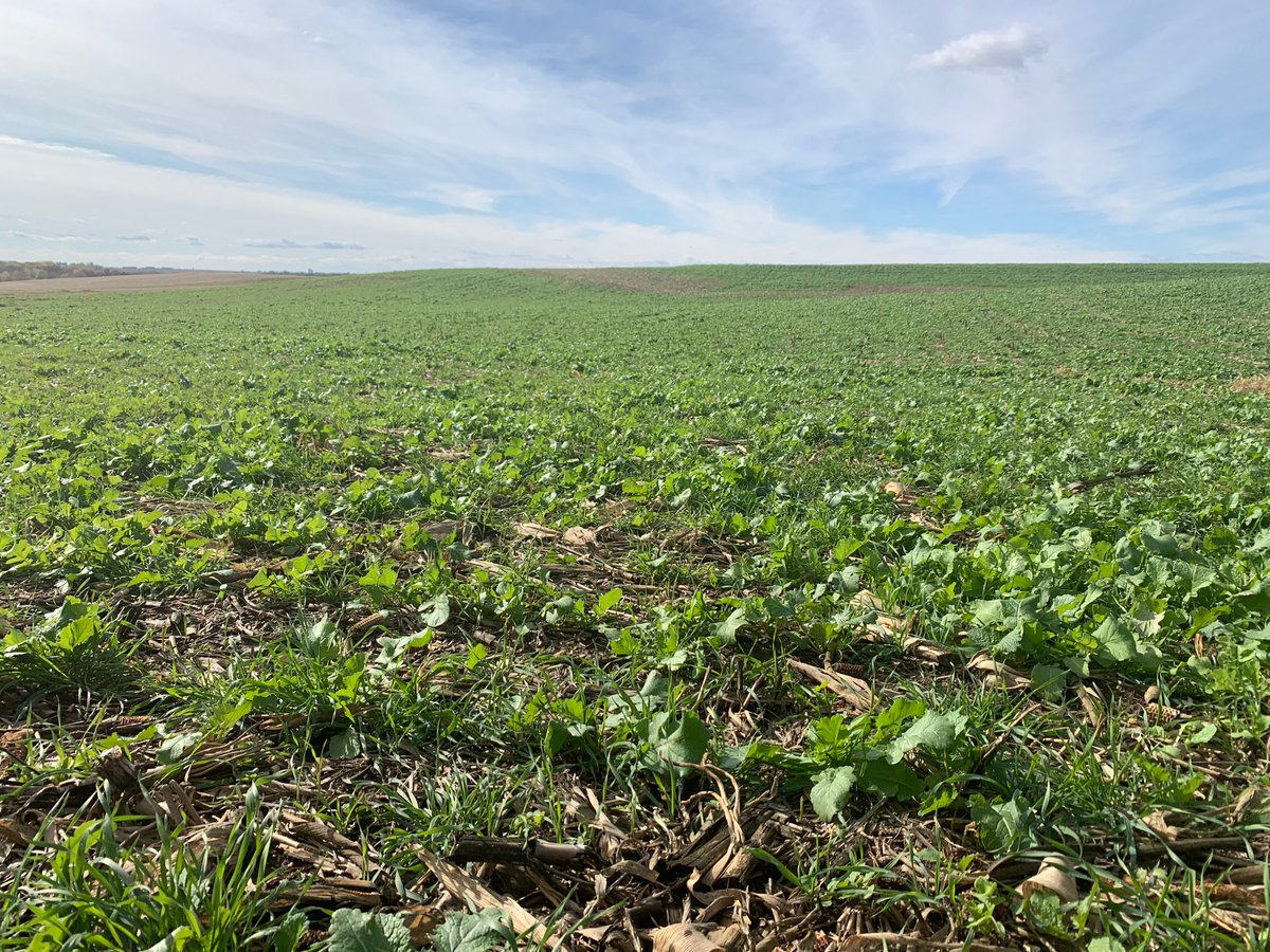 NickyJohnny's tweet photo. @woody_VA Radish, clover, and rye drilled after corn harvest. https://t.co/WwsQJd6bSu