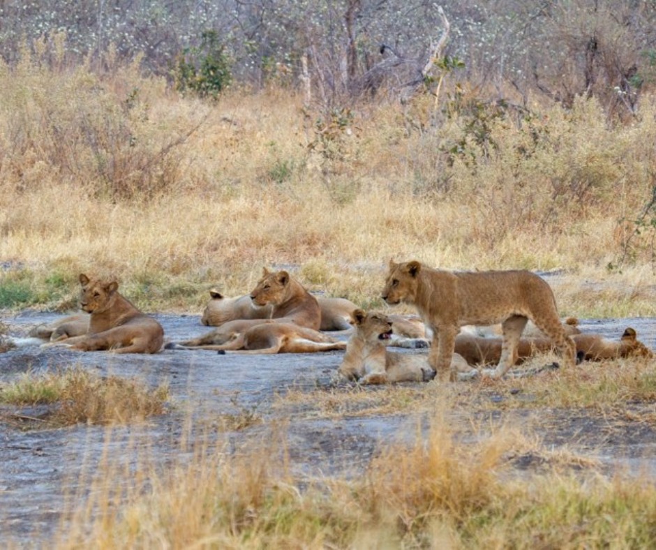 GiraffeLiquid's tweet photo. Excellent sightings of the 2 lion prides coming from @desertdelta Savute Safari Lodge 🐾

Don't miss out on having incredible sightings of your own: https://t.co/UQsnAo7FFq

#WildlifeSightings #WildlifeSafari #Lions #AnimalLovers #TravelBotswana #Chobe #Safari https://t.co/mZ3EedcD2L