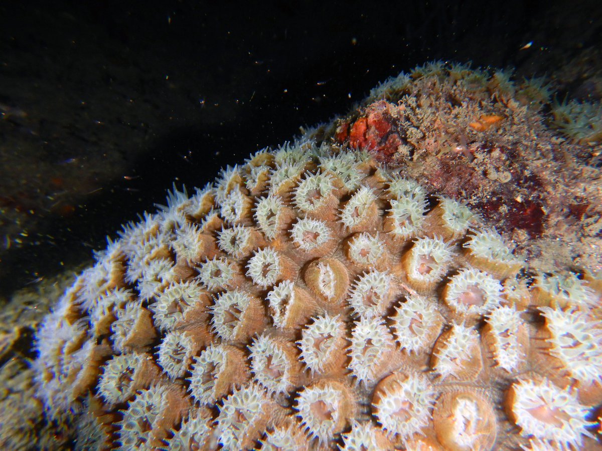 ICR_Observatory's tweet photo. @ICRI_Coral_Reef @ICRSreefstudent @AustCoralReefs @Society4ConBio
#InternationalVolunteerDay #InternationalReefDay #ReefDay #IMOR2021 #MonthOfTheReef2021 #MesDelArrecife2021 #DiaDelVoluntariado #CoralReefsOptimism #OceanOptimism #OceanAction14819 Still Resilient #Coral Colonies https://t.co/xdzzo0VCH2